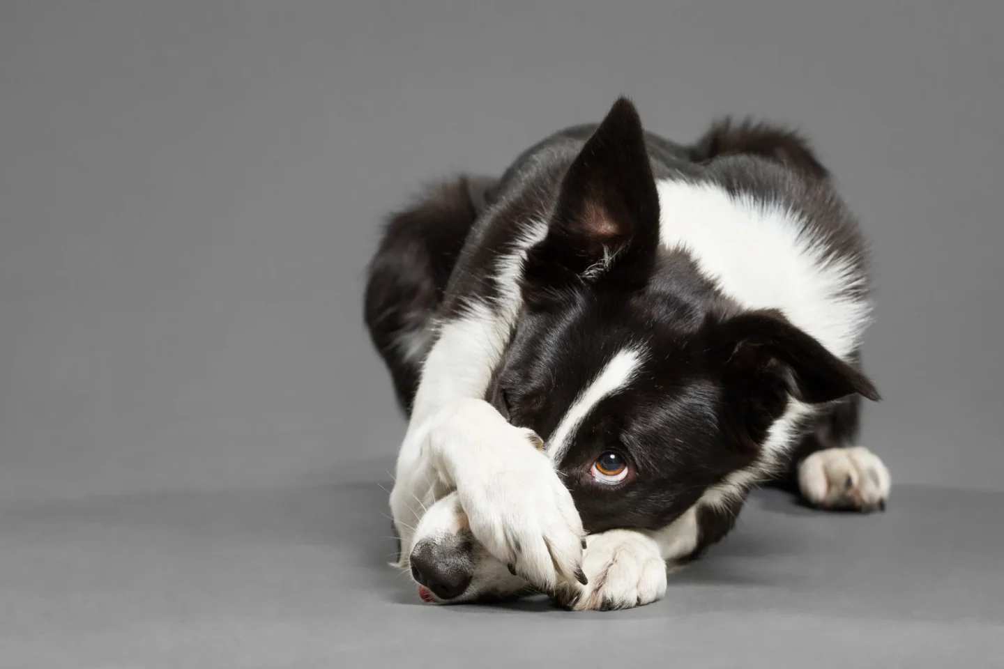 pet urine on carpet clean up Fairview Heights, IL