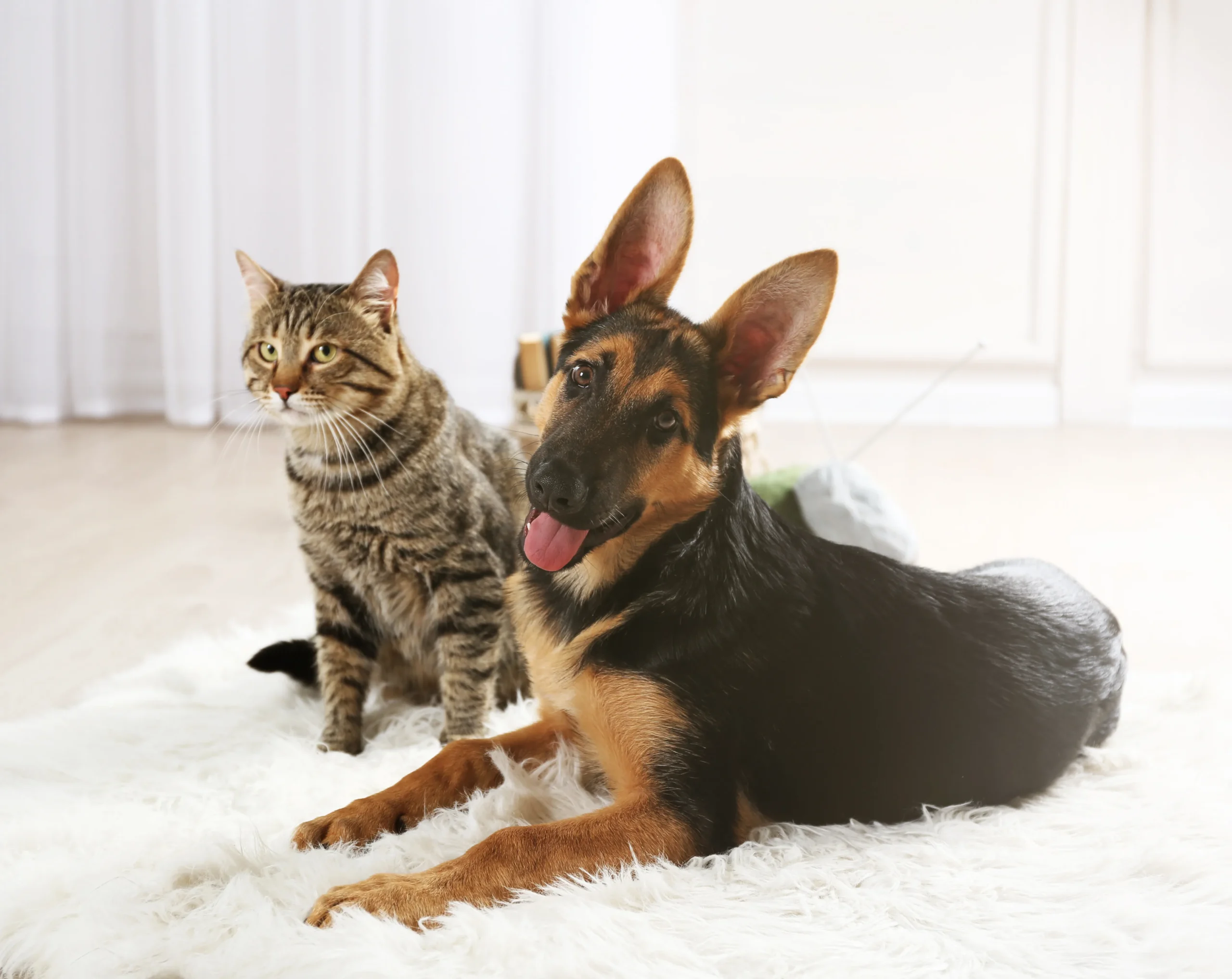 Pets on Carpets